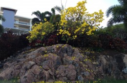One of the beautiful trees in summer bloom just behind the Reef Lodge Backpackers in Townsville