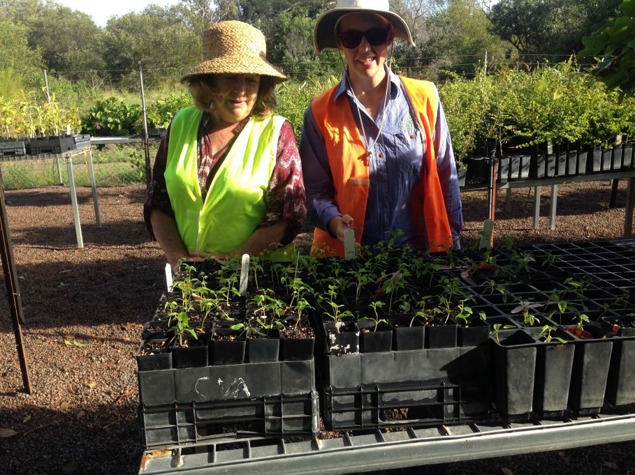 By harvesting local native seeds they are growen in pots to replanted in their native areas.